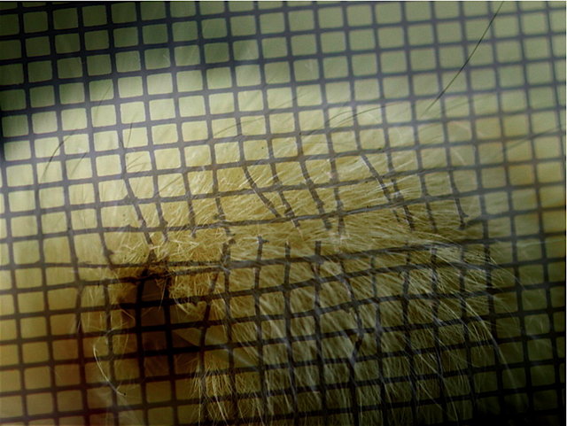 CSI - Cat Scratch Fever - Overlay 15