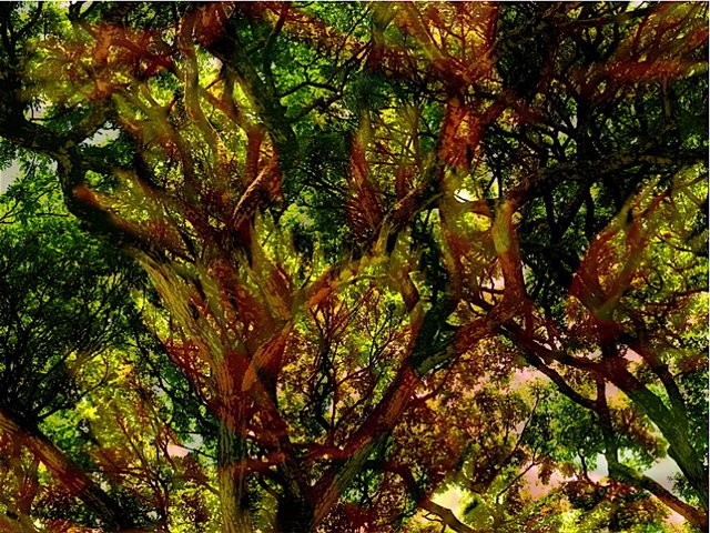 Flowers in the Monkeypod Tree - Overlay 17