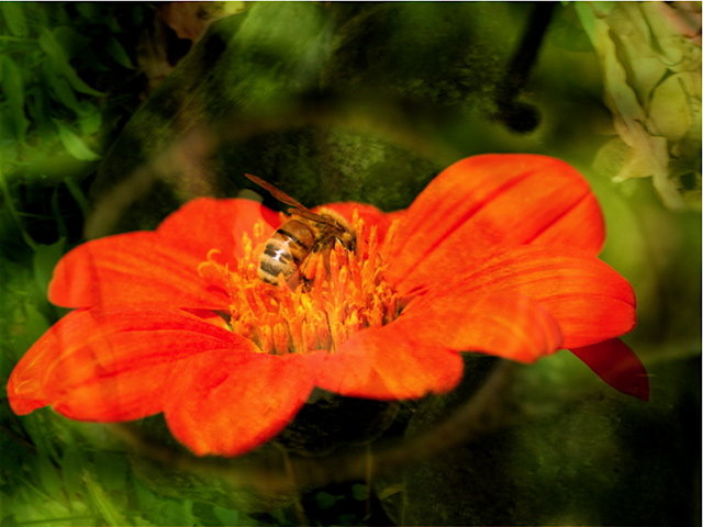 Examining Bee Pollination - Overlay 18