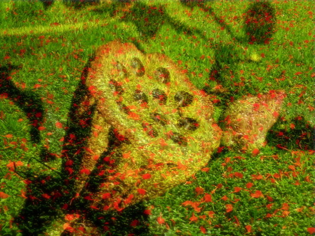 Lily of the Field - Overlay 22