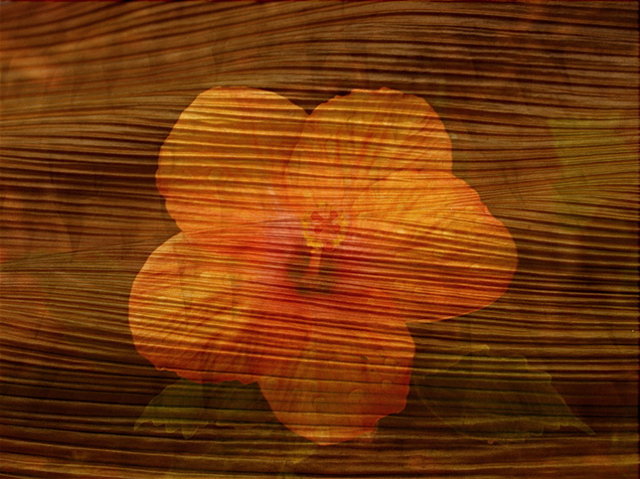 Hibiscus Sand Palm - Overlay 24