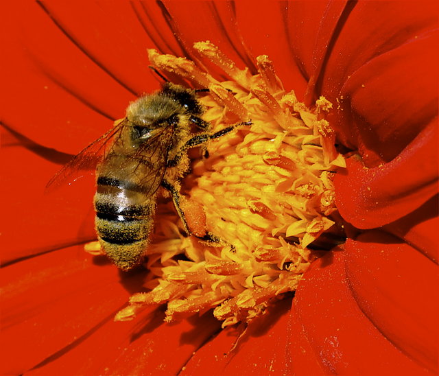 That buzz-ard's Pollinating again!