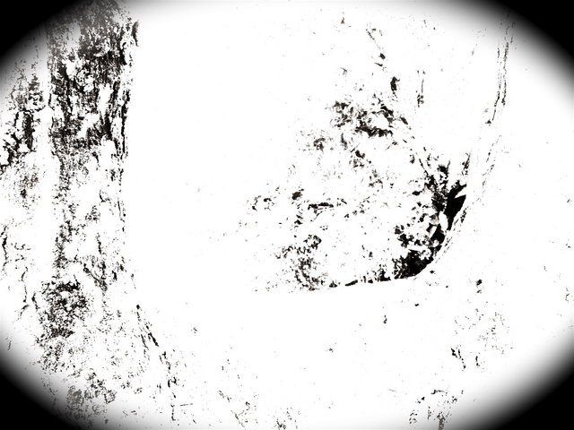 Abstracting a Tree - Kauai