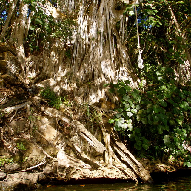 Rope Swing in Dappled Light