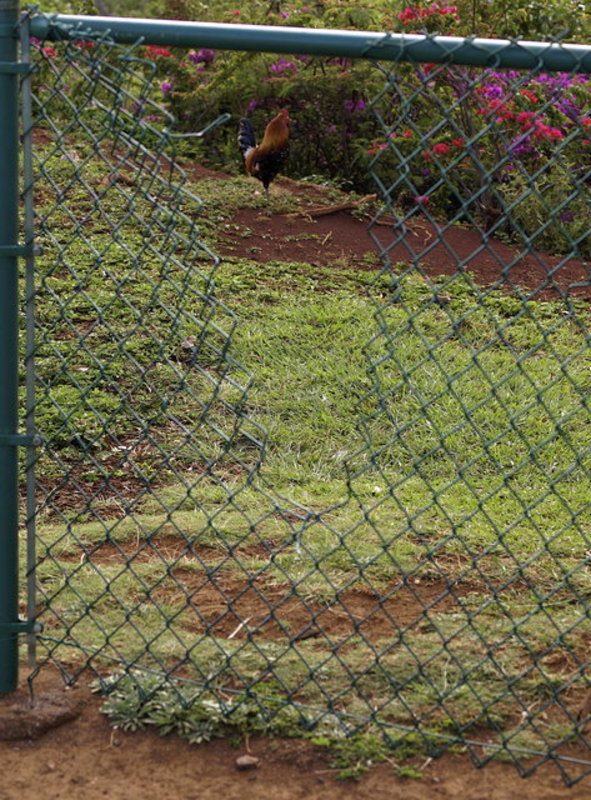 Tough Kauai Rooster