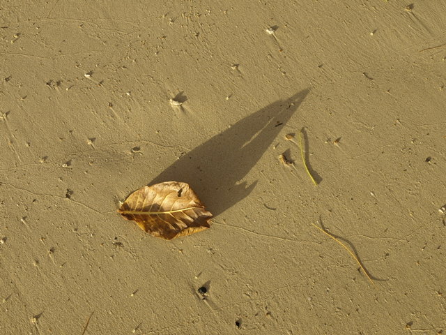 Beach Leaf Shadow