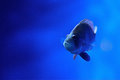 Fish0001.JPG