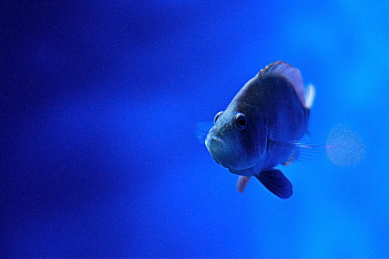 Fish0001.JPG
