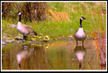 baby-geese.jpg