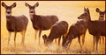 17-Several-Deer.jpg
