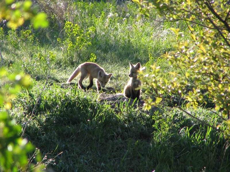 baby-foxes--opt.jpg