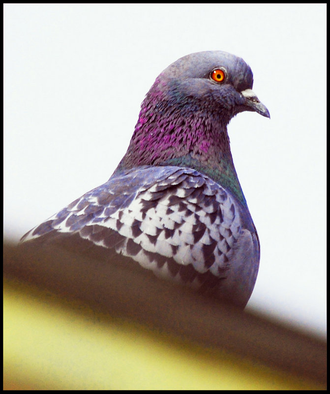21-Pigeon.jpg