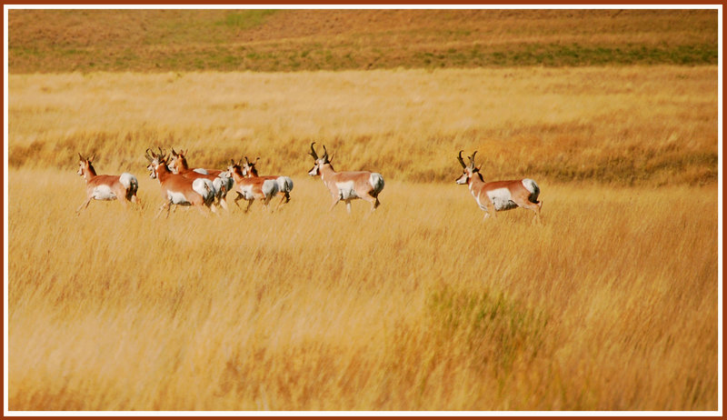 14 antelope.jpg