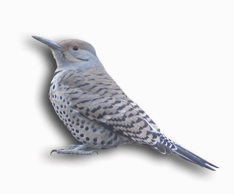 The Flicker