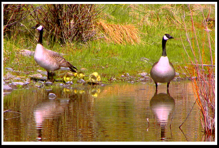 baby-geese.jpg