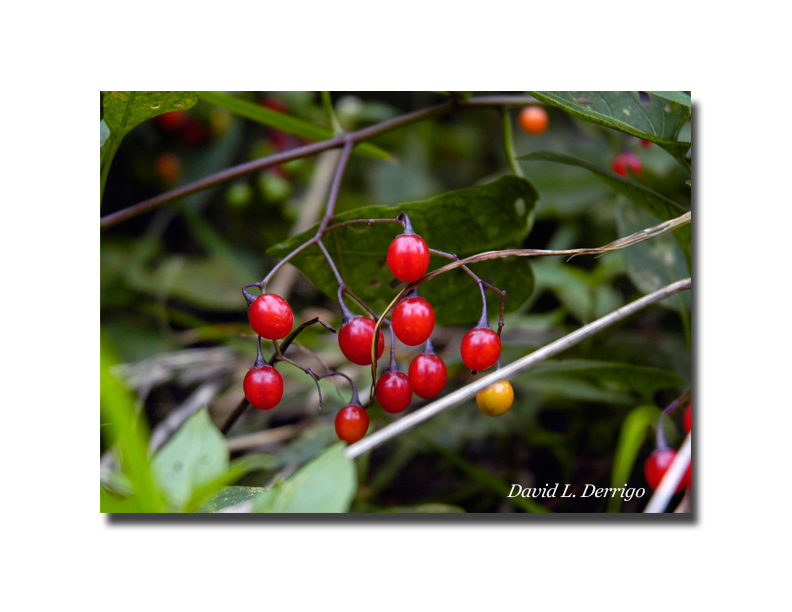 Wildberries1