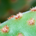 Spiny Critters Climbing Prickly Pear Ridge