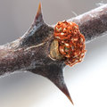 Thorn Bud
