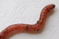 Red Wiggler Worm