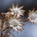Winter Flower