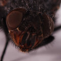 Fly Eyes