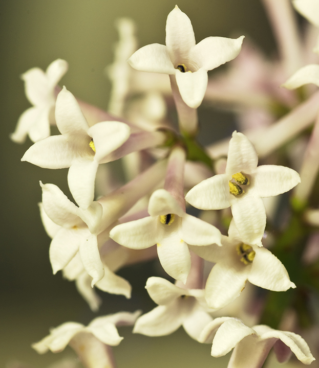 Lilacs