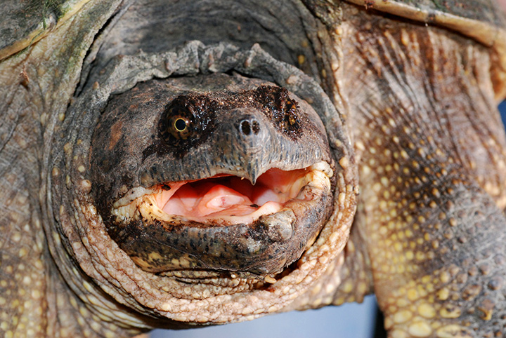 Snapper :O