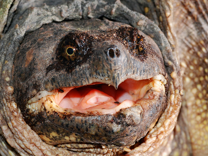 Snapper Closeup