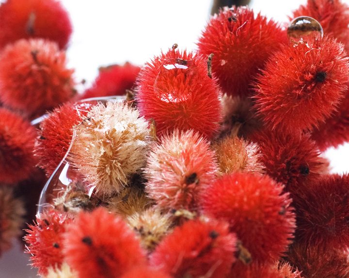 Spiky Seed Things
