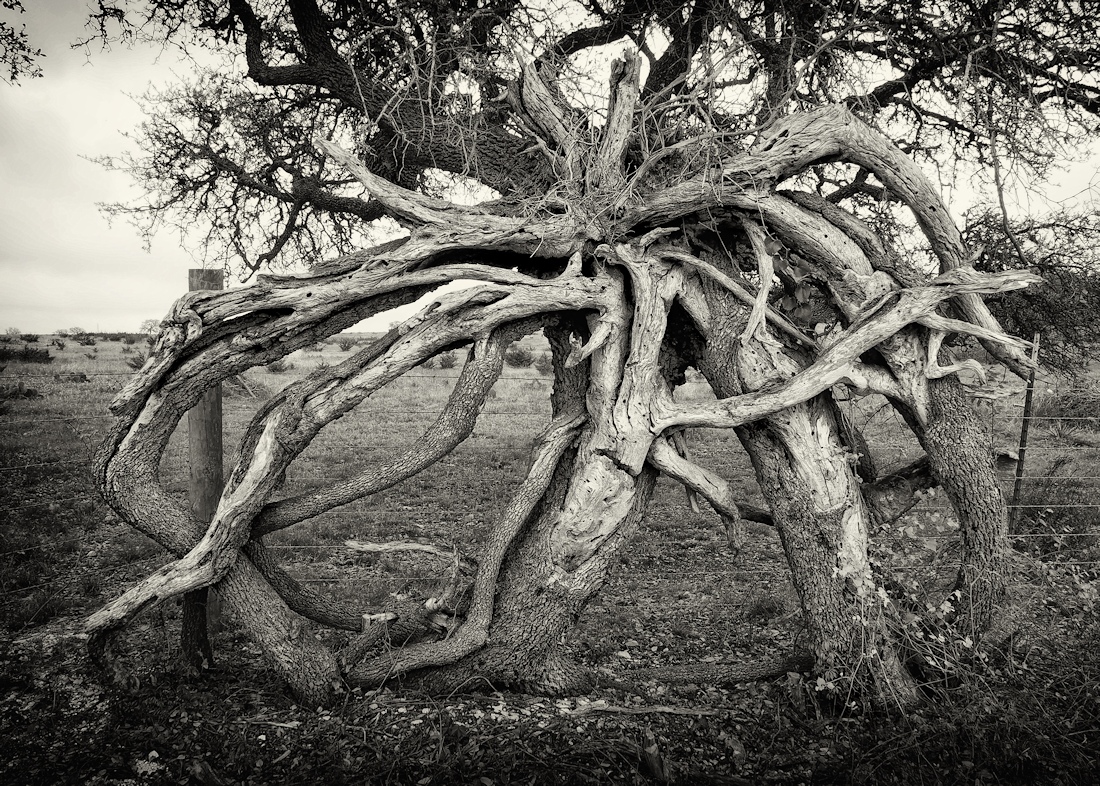 The Mime Tree