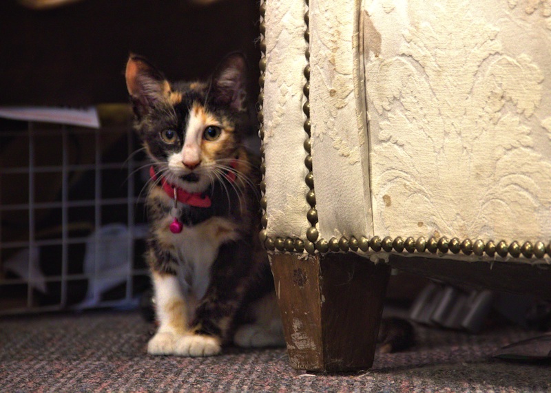 Callie cat