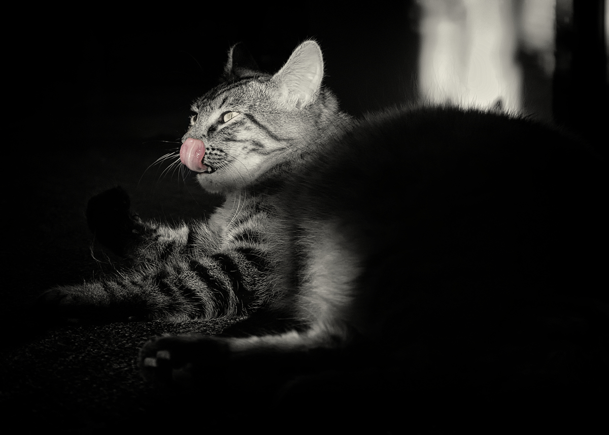 How many licks does it take?