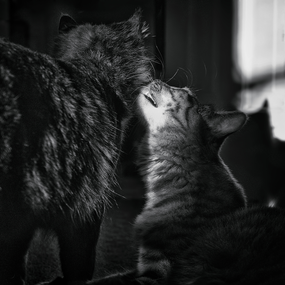 Good Grooming