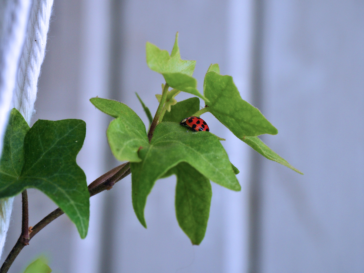 Ladybug