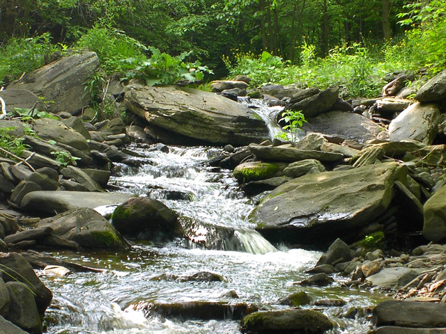 Bloomville Stream