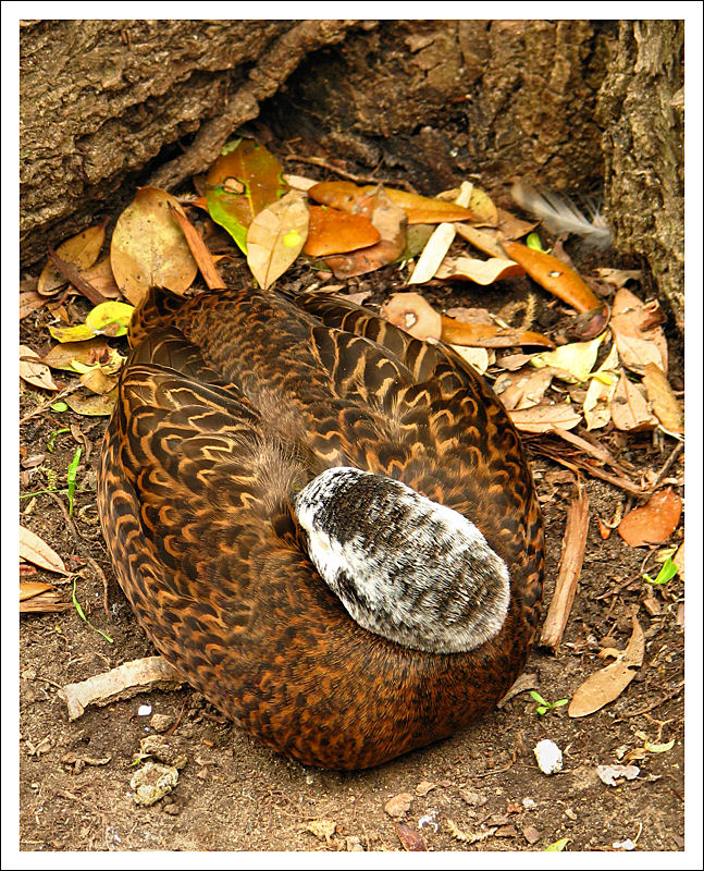 Naptime