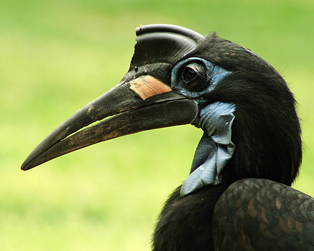 Abyssinian Ground Hornbill