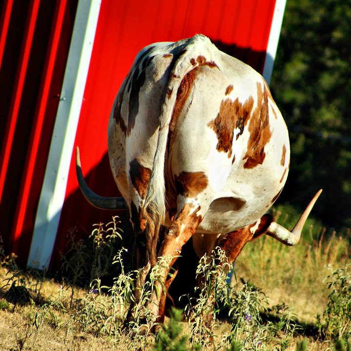 A Longhorn Rear