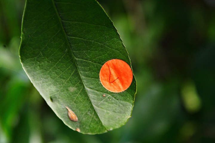 Leaf with sticker