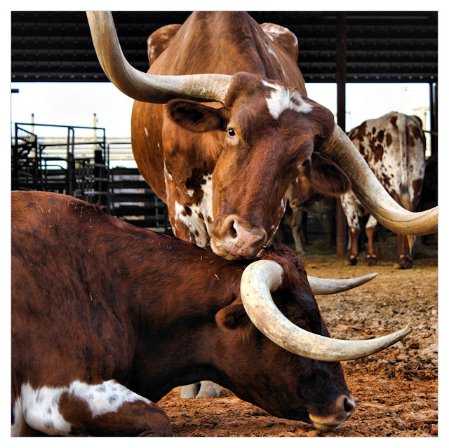 Longhorn love