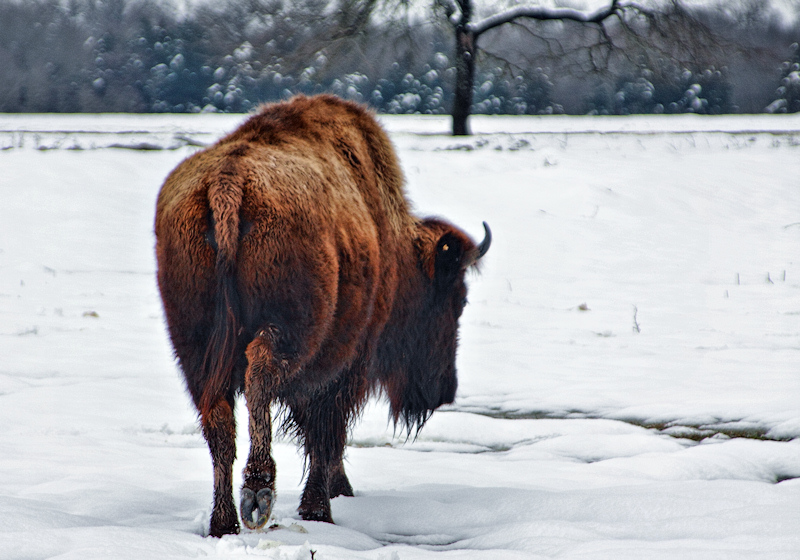 Winter Bison