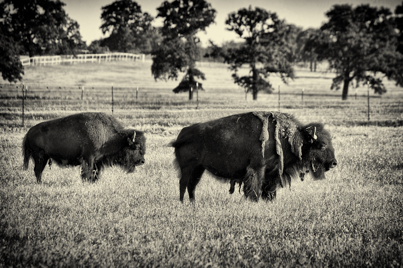 IMG_9611 BW 800