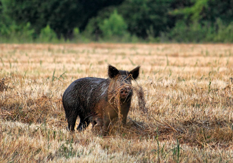 Momma Hog