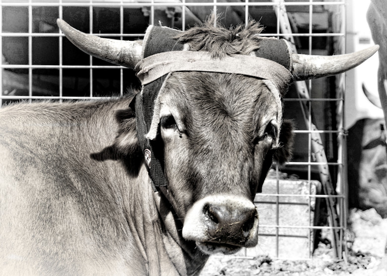 Longhorn calf