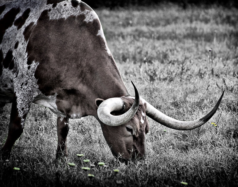 Another longhorn