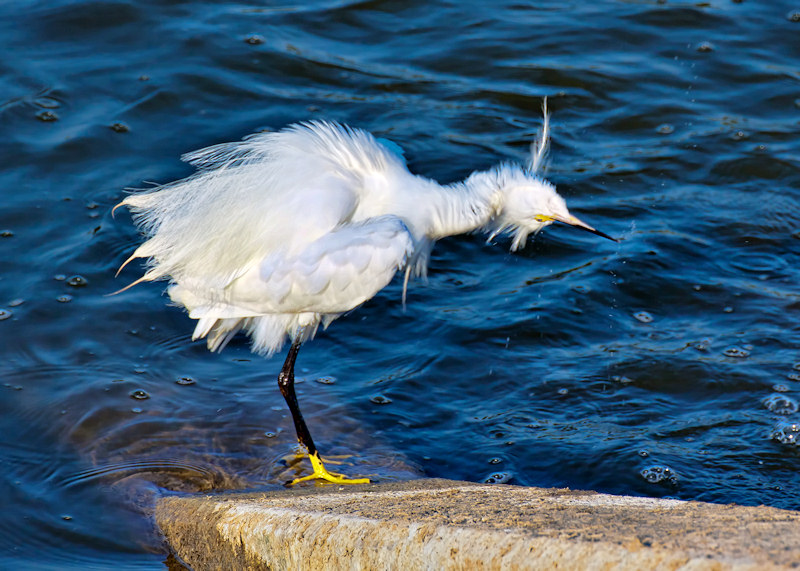 Ruffled