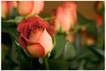 Birthday Rose