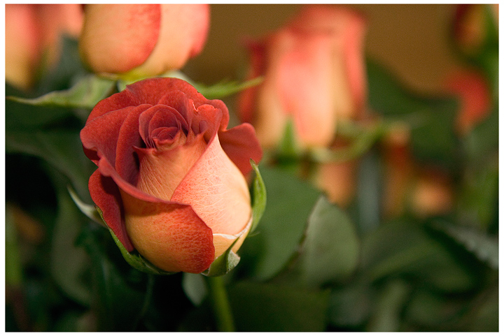 Birthday Rose