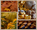 Autumn colours