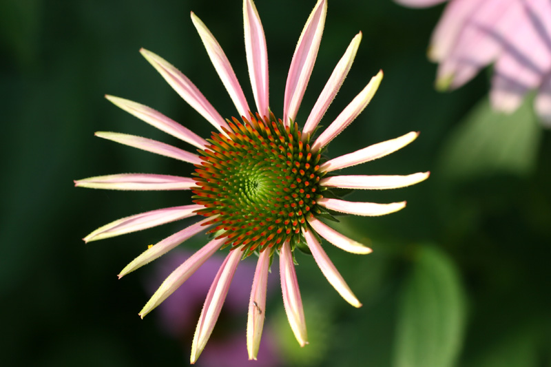 wildflower